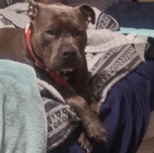 Meet your Posher, Brady